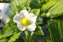 かなみひめの花