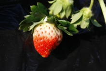 はじめての実が付き始めていま