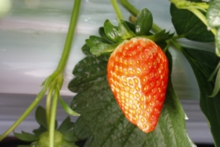 大粒のかなみひめ