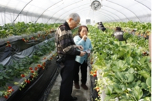 苺は柔らかいので、ご年配の方にも喜んでいただけます