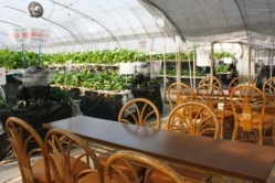 新しい高設ハウスの休憩テーブル