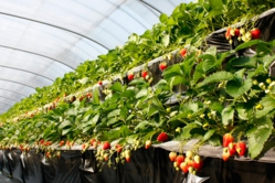 べにほっぺがたくさん出来ています