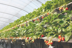 べにほっぺがたくさん出来ています