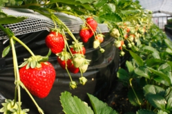 紅ほっぺのアップ