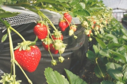 紅ほっぺのアップ