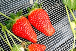 あきひめも大きくなりました