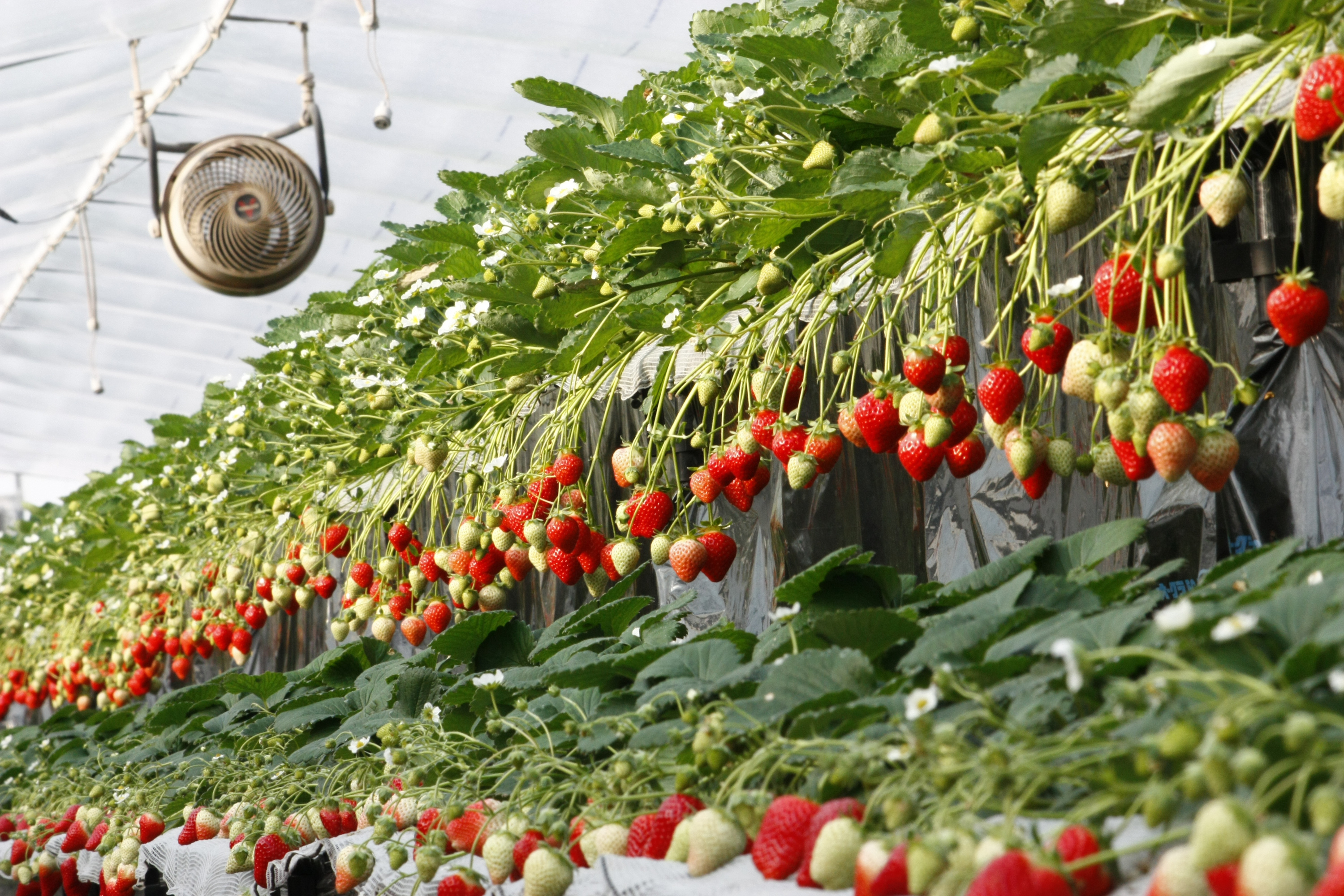 仲良く並んだふさのか