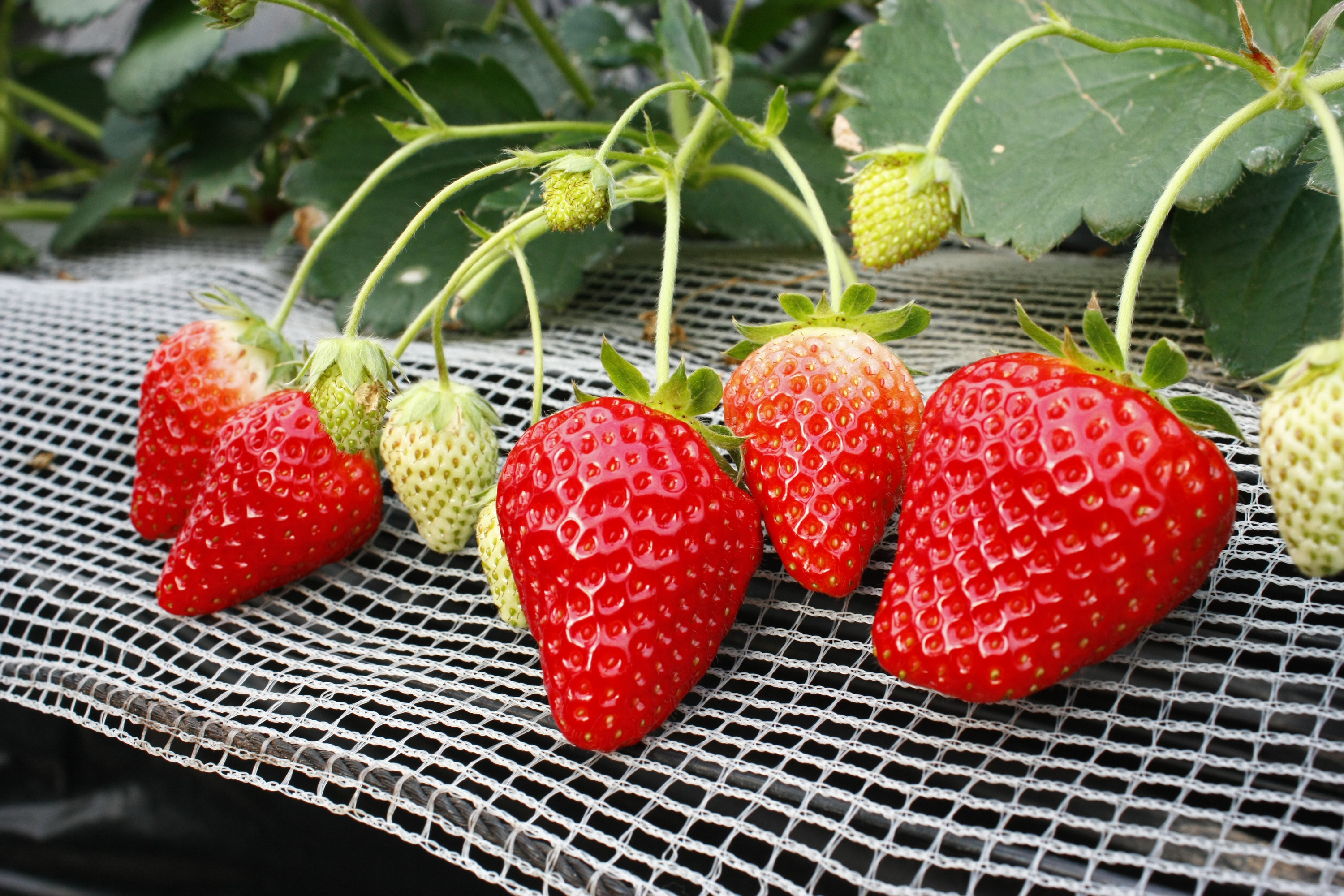 午前中の混み具合はこれ位でした