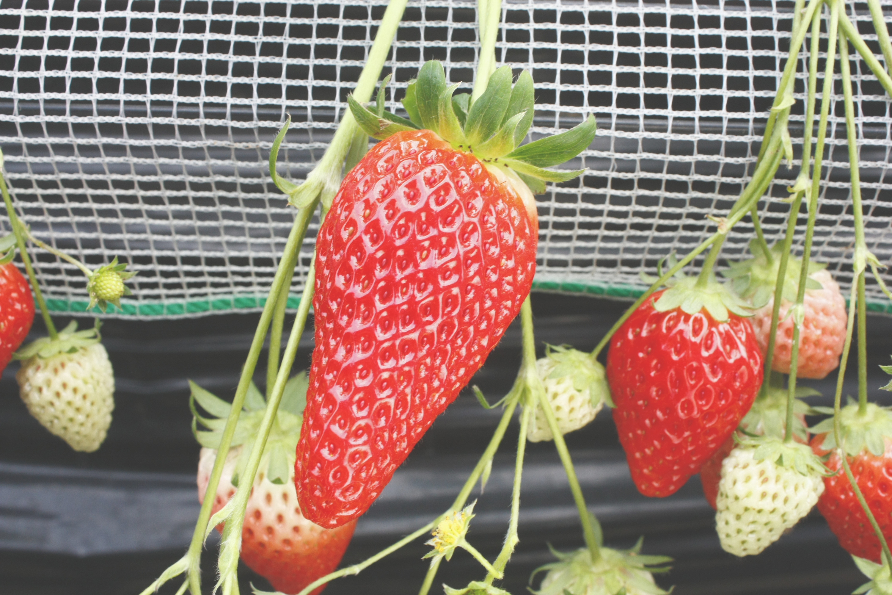 大きな苺をたくさん集めましたね