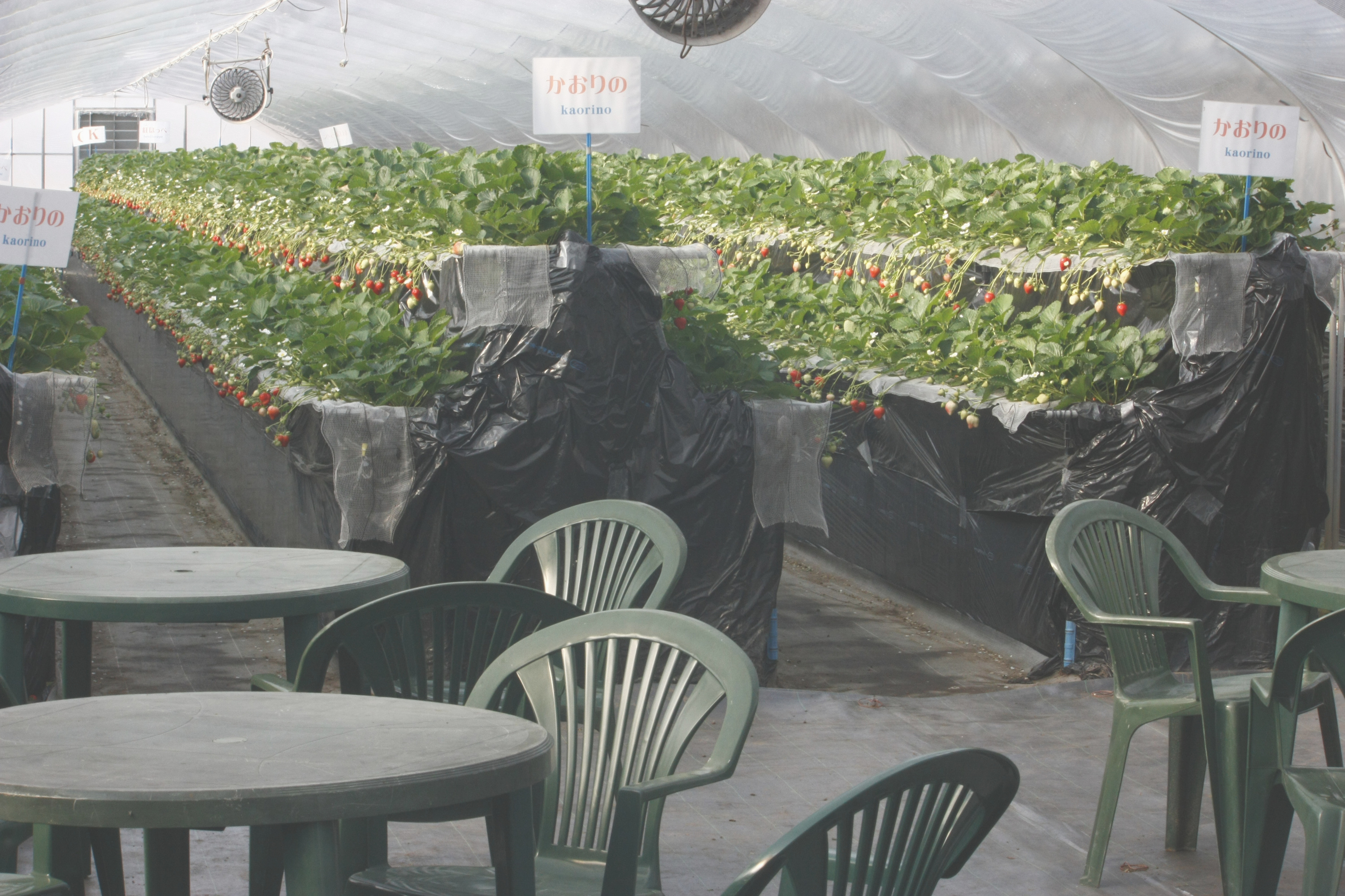 新しい高設ハウスの休憩テーブル