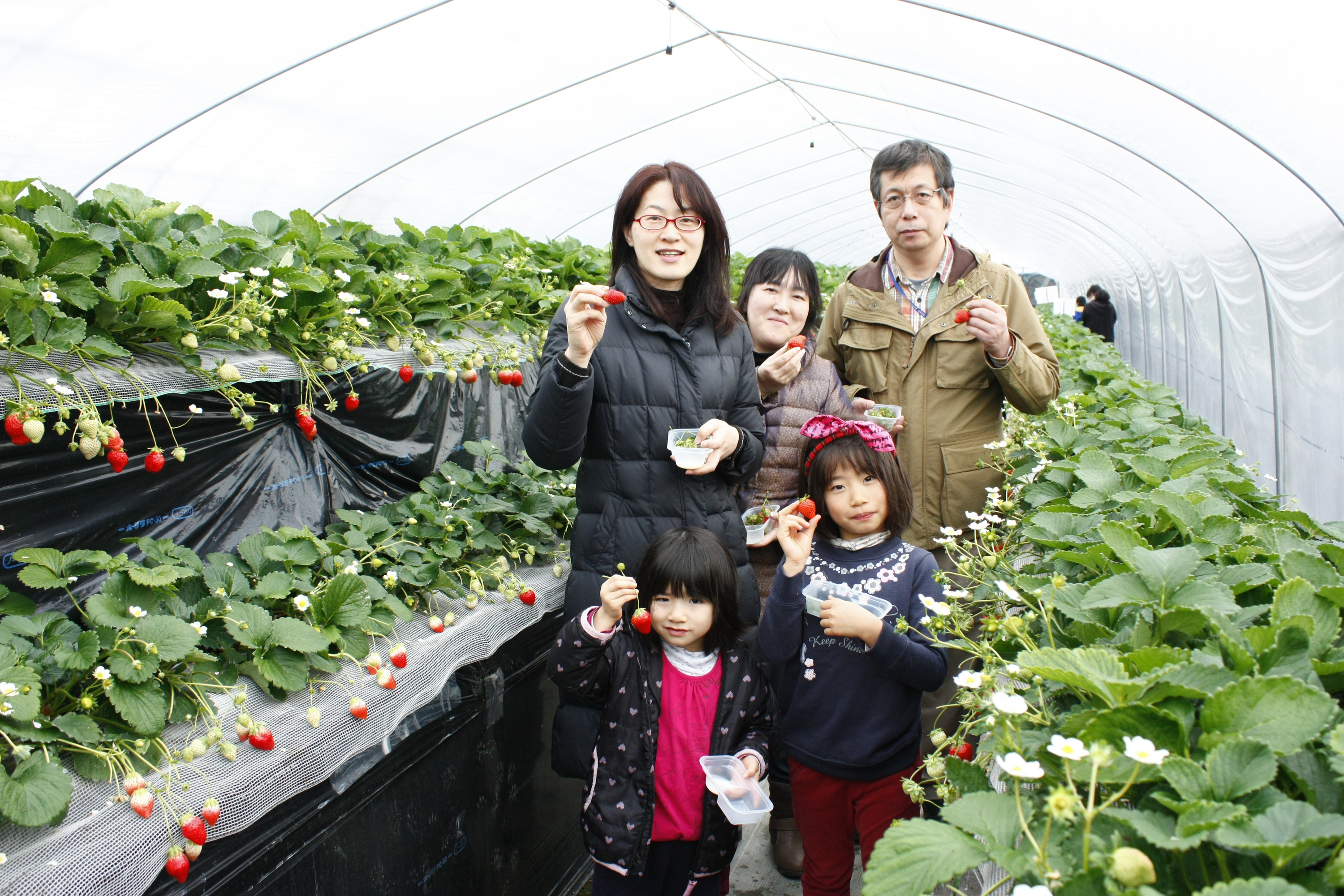 あきひめも大きくなりました