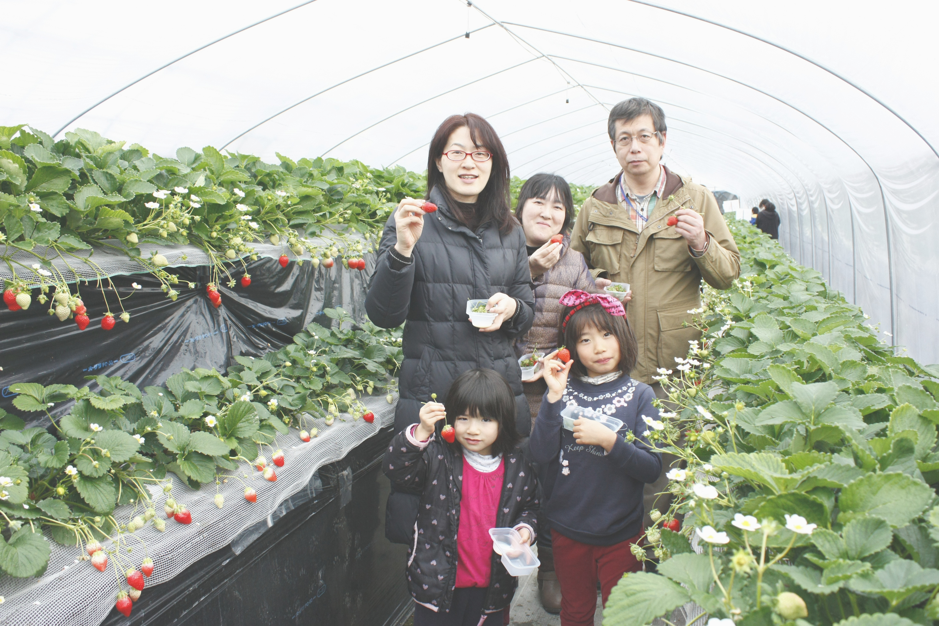 あきひめも大きくなりました