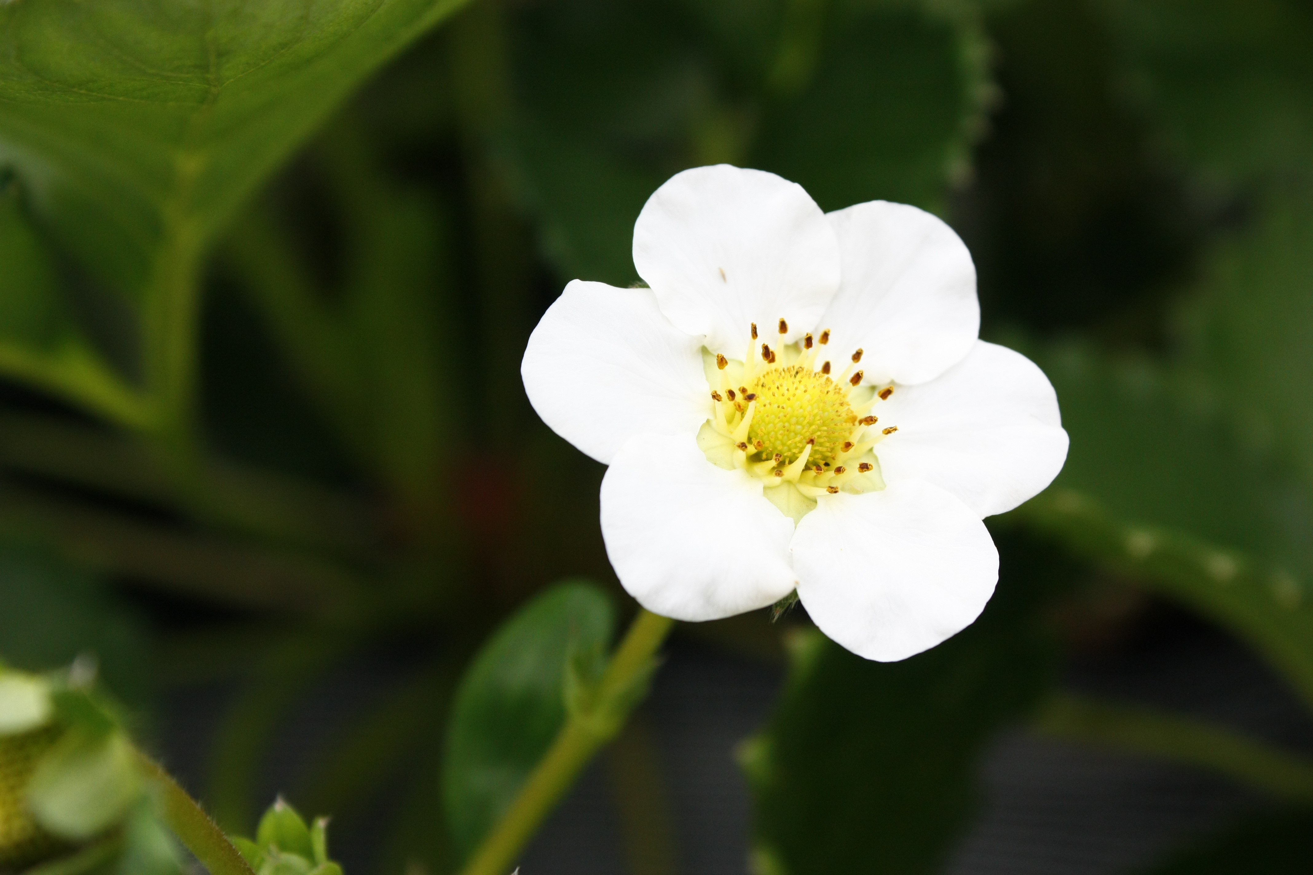 べにほっぺがたくさん出来ています