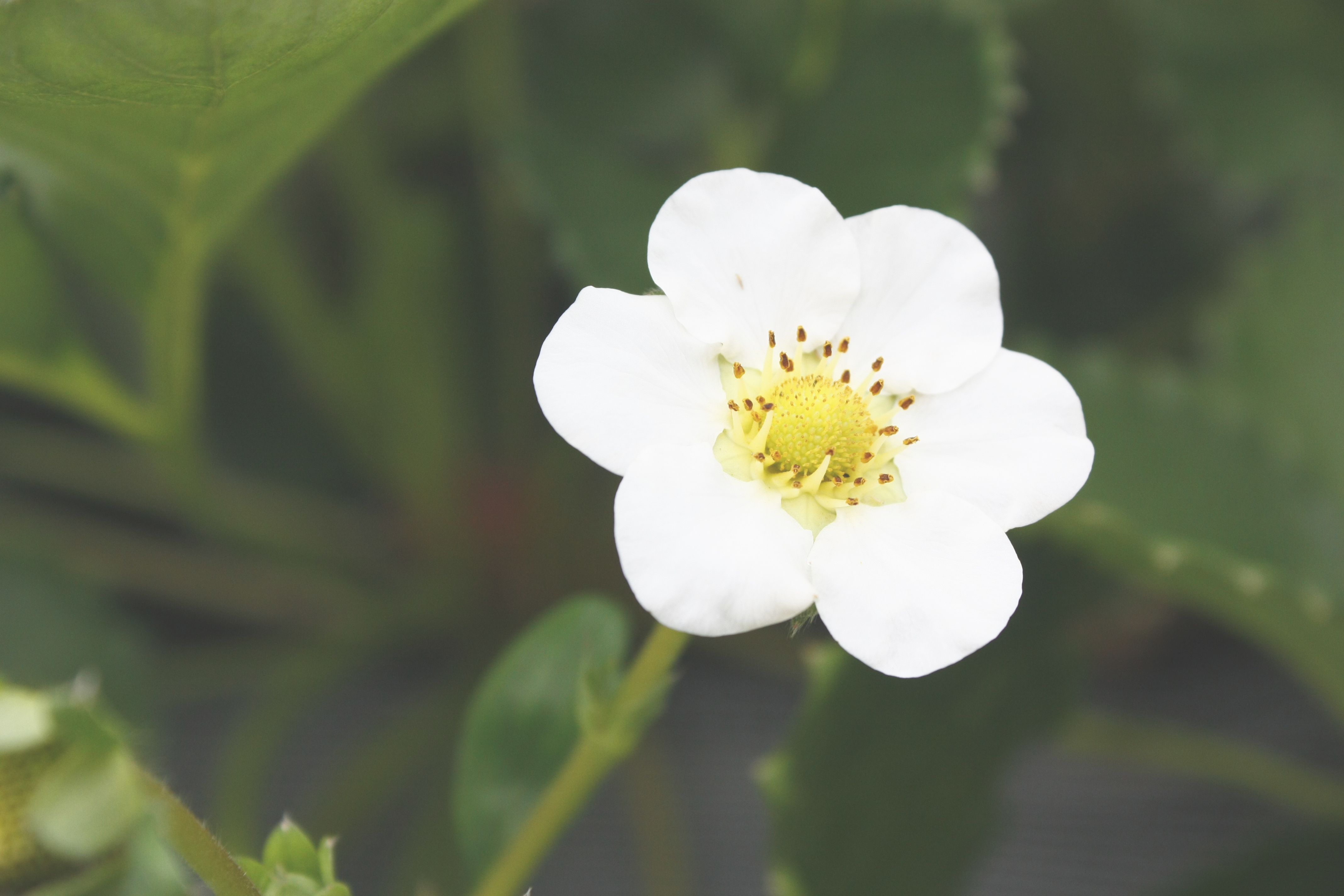 べにほっぺがたくさん出来ています