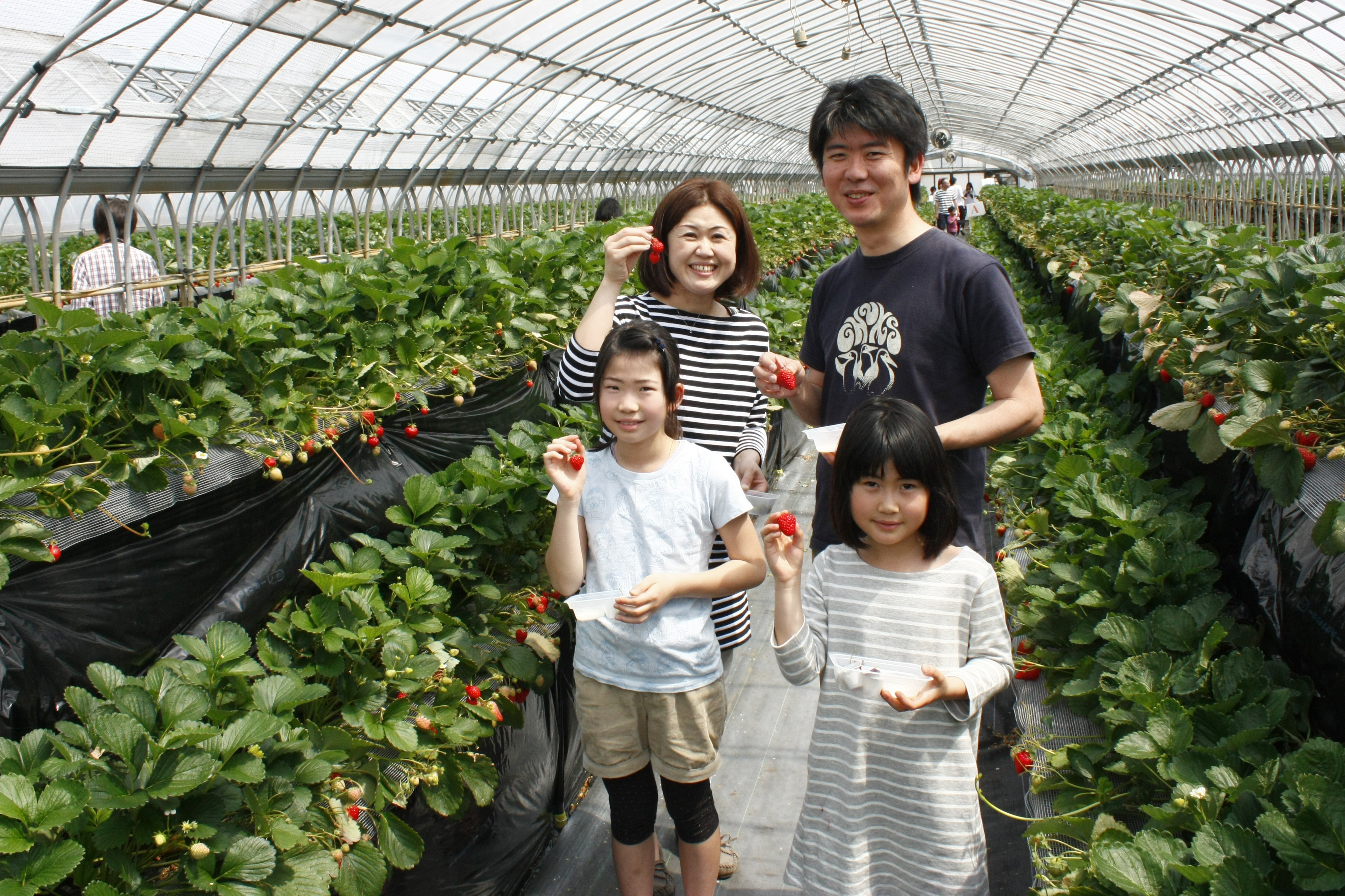 べにほっぺがたくさん出来ています