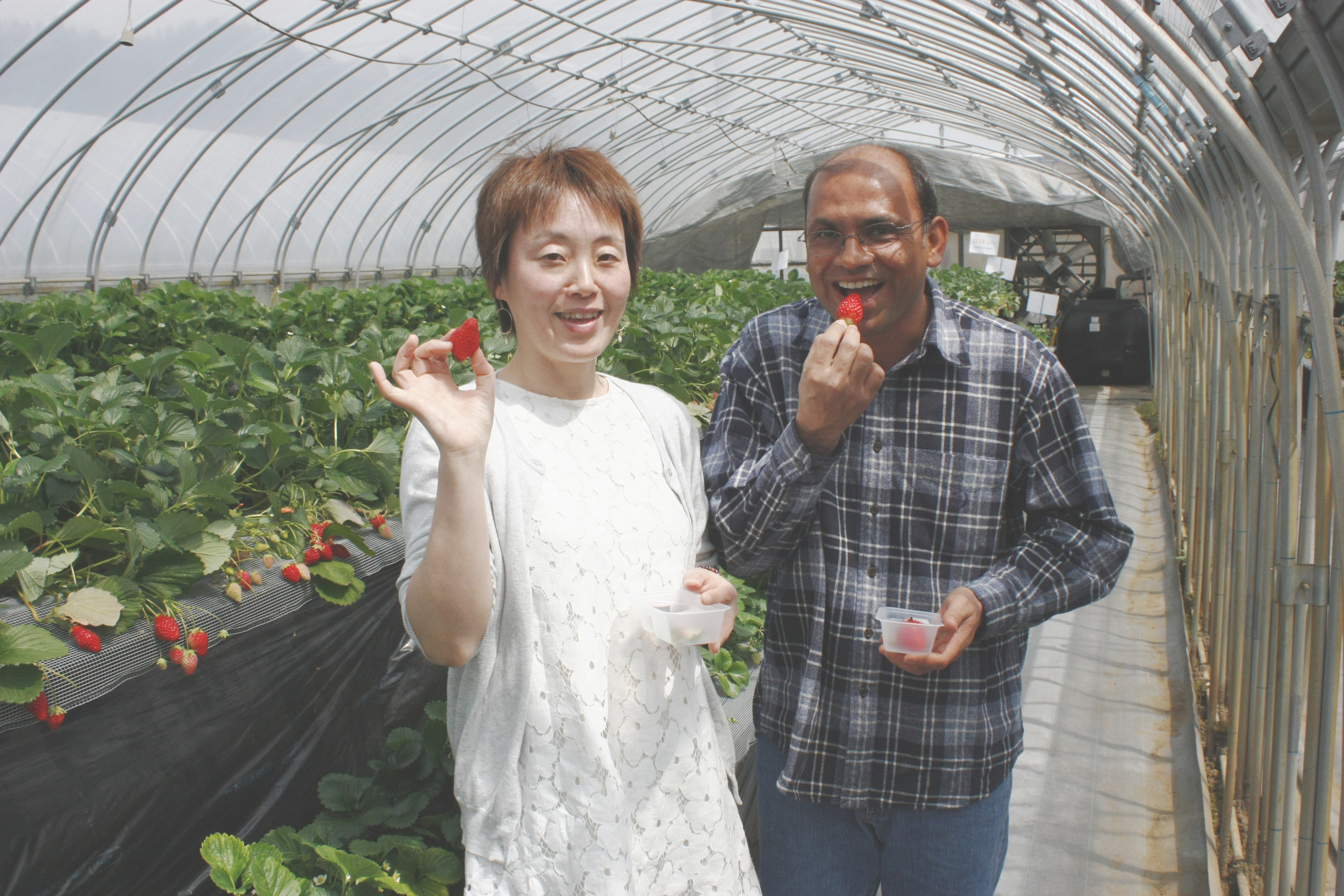 べにほっぺがたくさん出来ています