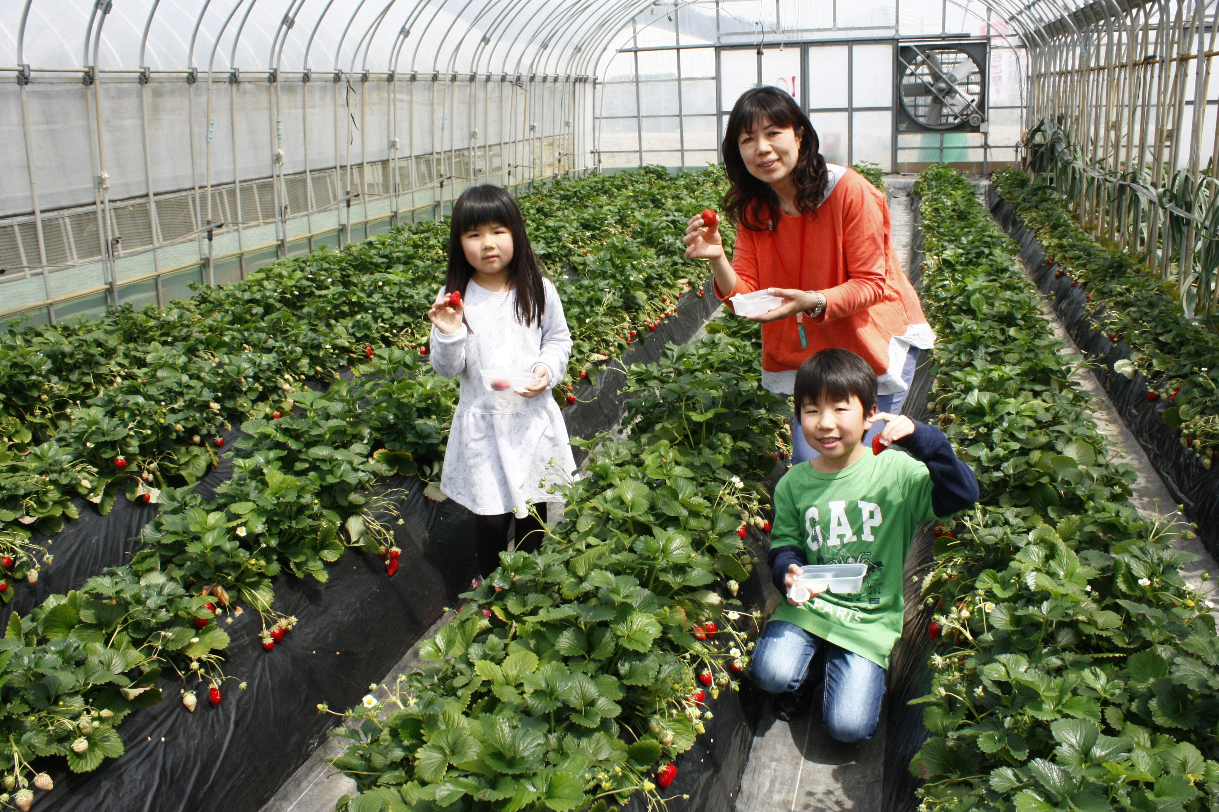 べにほっぺがたくさん出来ています