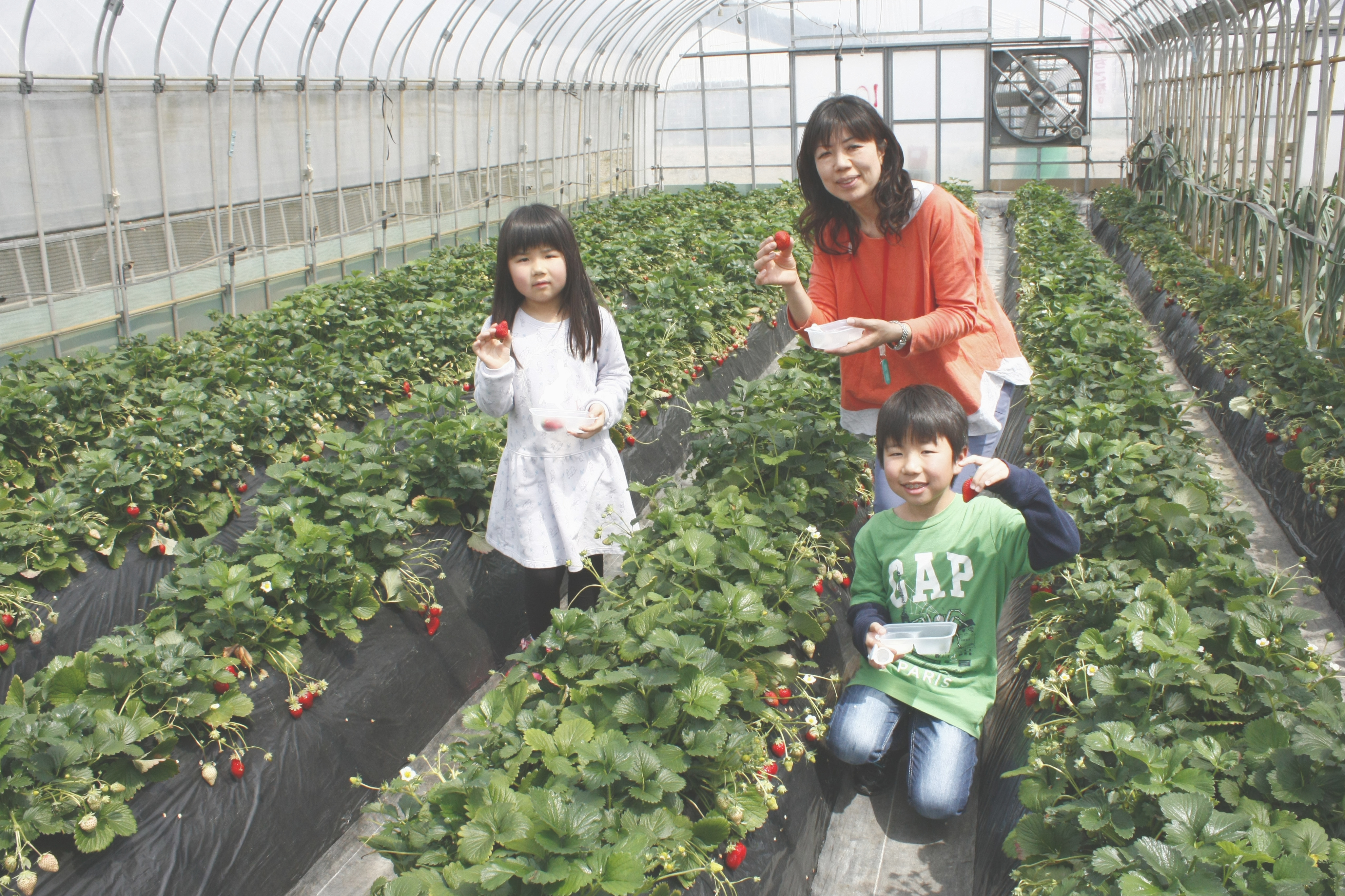 べにほっぺがたくさん出来ています