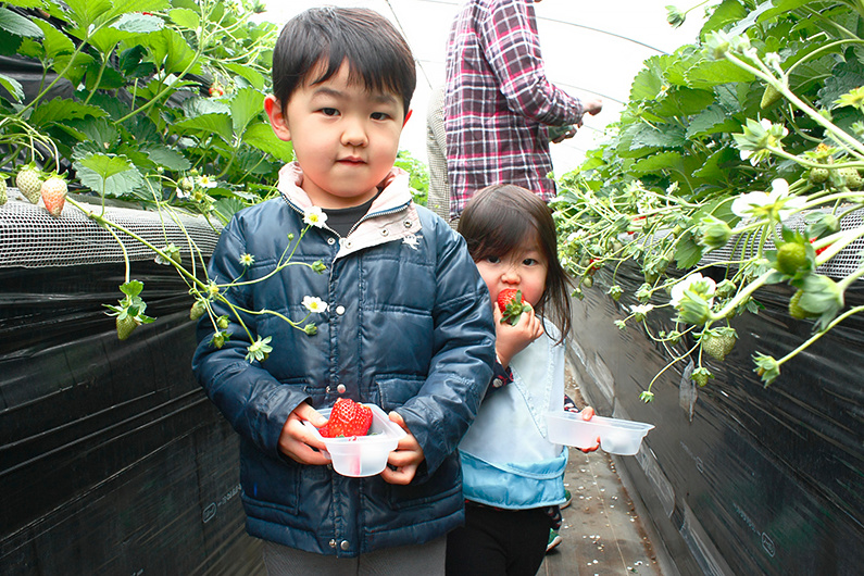 べにほっぺがたくさん出来ています