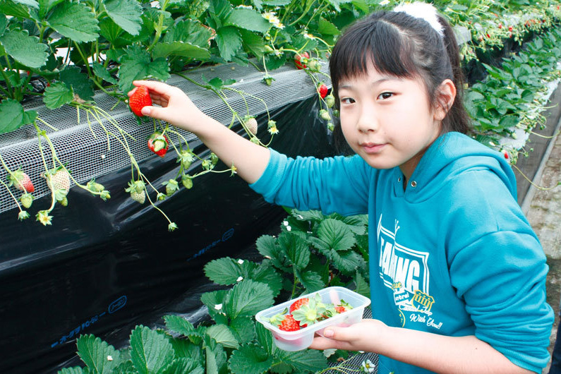 べにほっぺがたくさん出来ています