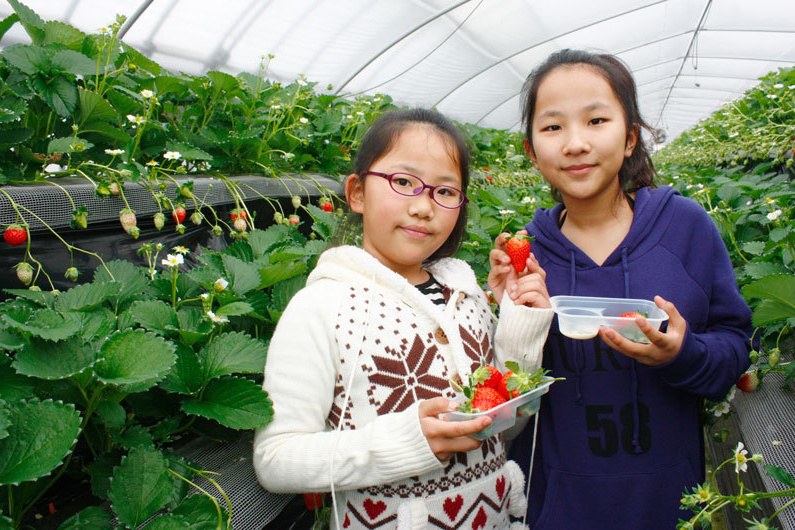 べにほっぺがたくさん出来ています