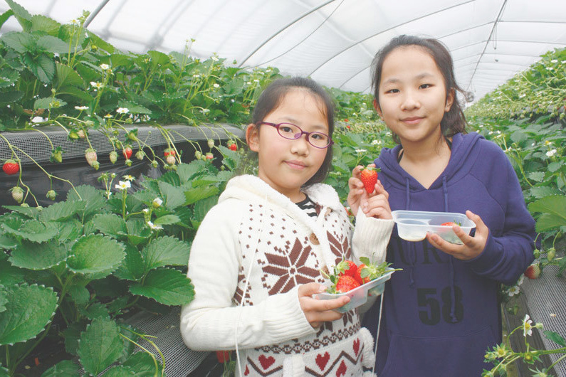 べにほっぺがたくさん出来ています