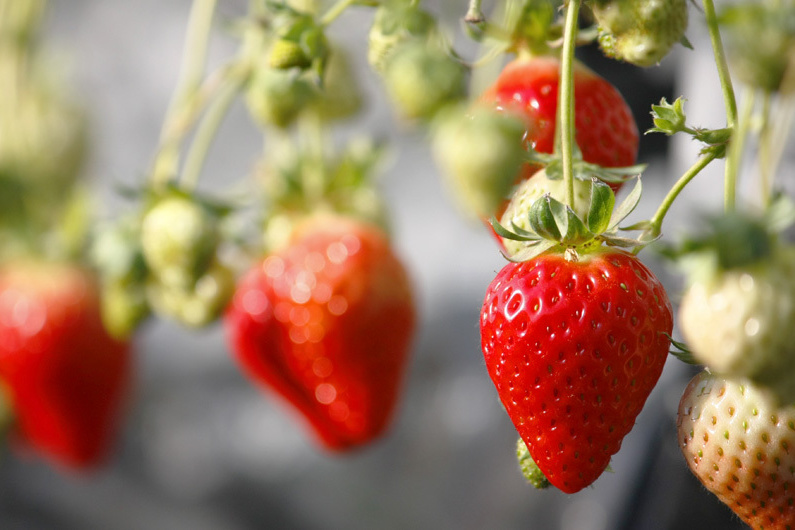 べにほっぺがたくさん出来ています