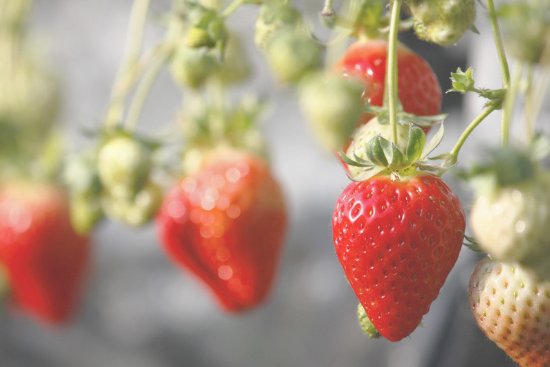 べにほっぺがたくさん出来ています