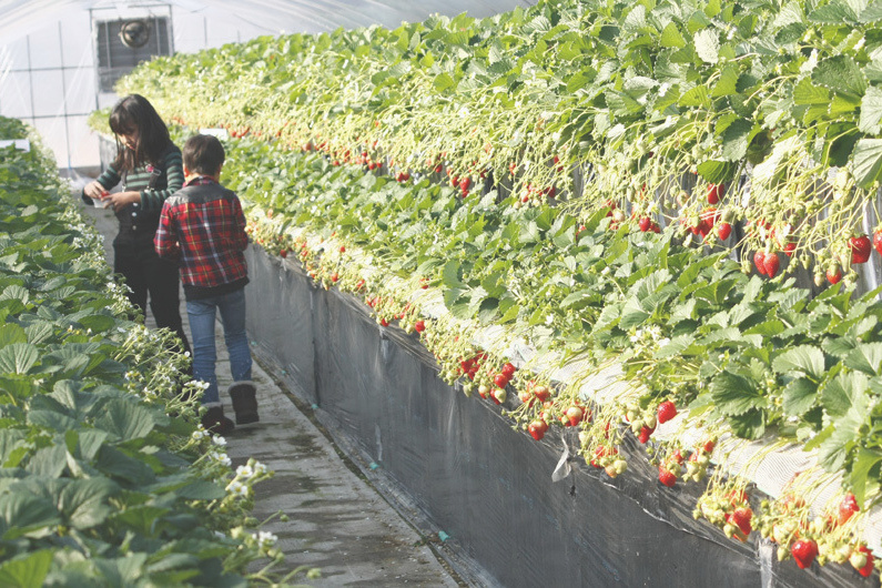 べにほっぺがたくさん出来ています