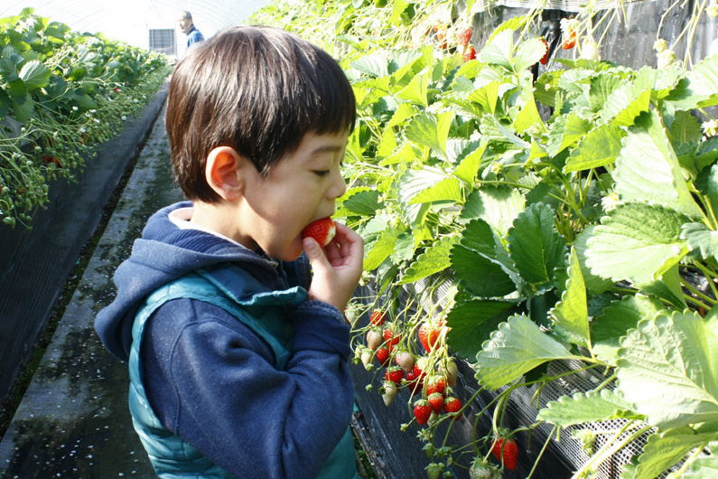 べにほっぺがたくさん出来ています