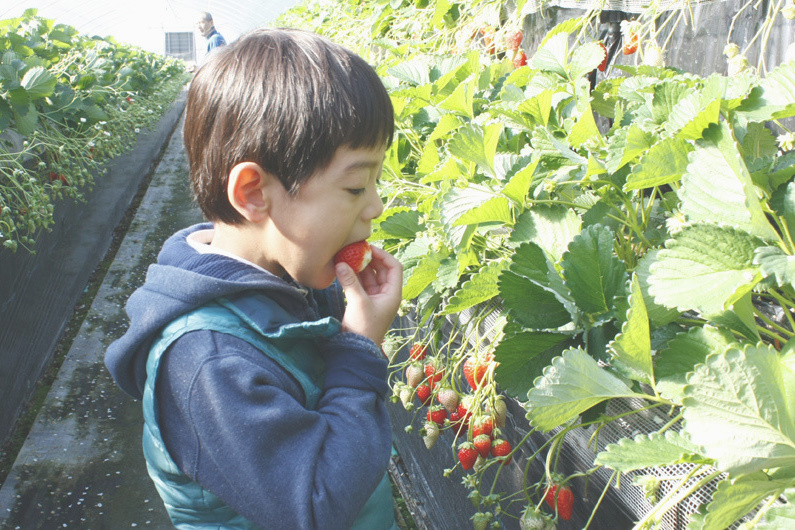 べにほっぺがたくさん出来ています