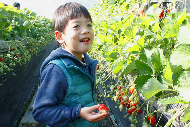 べにほっぺがたくさん出来ています