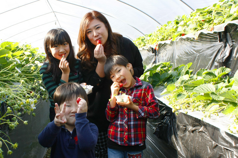 べにほっぺがたくさん出来ています