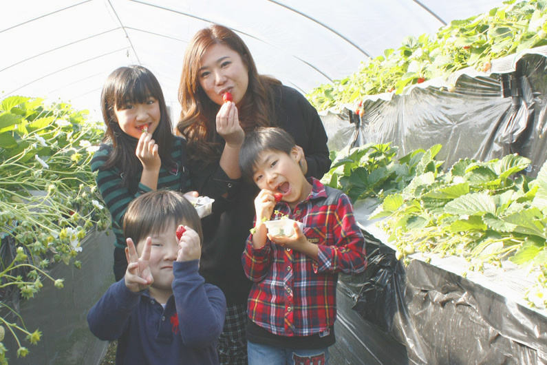 べにほっぺがたくさん出来ています