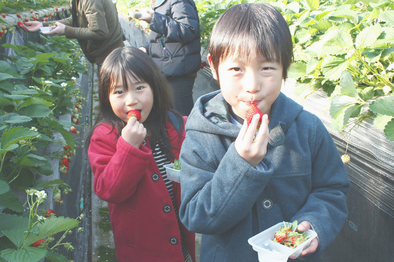 べにほっぺがたくさん出来ています