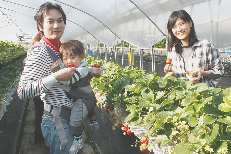 べにほっぺがたくさん出来ています