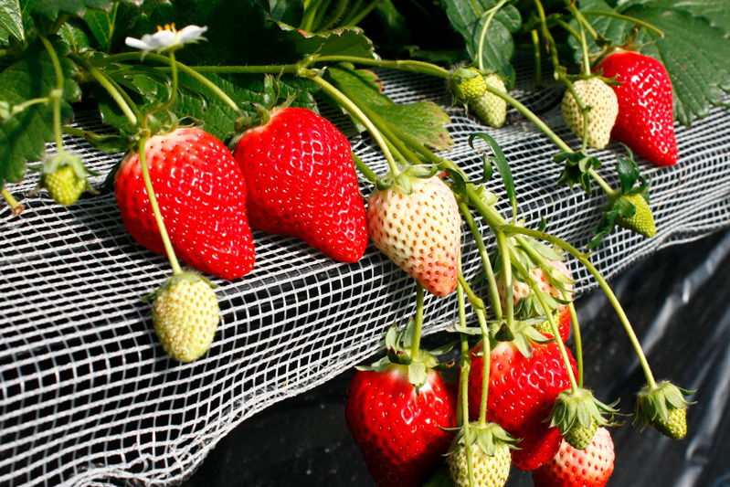 少ないですが、チーバベリーも