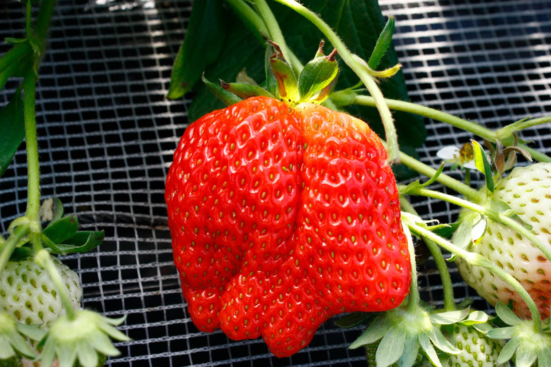 ゲンコツみたいな「かなみひめ」