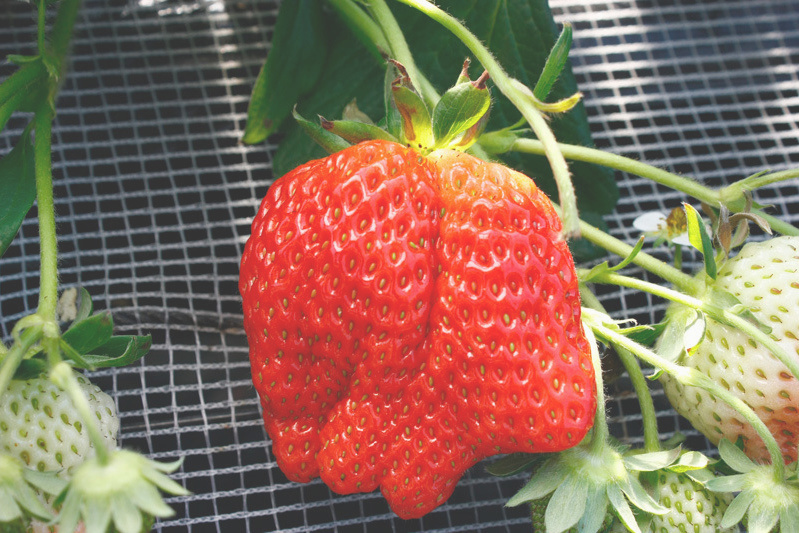 ゲンコツみたいな「かなみひめ」