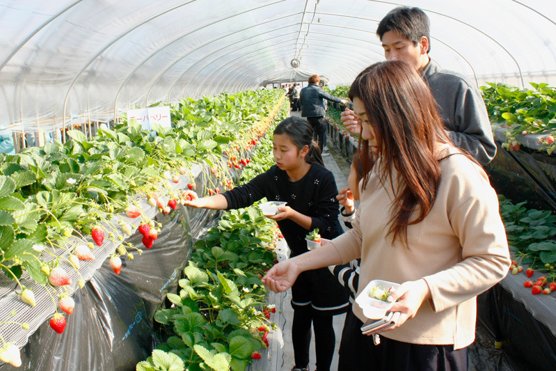 チーバベリーがあってよかったね