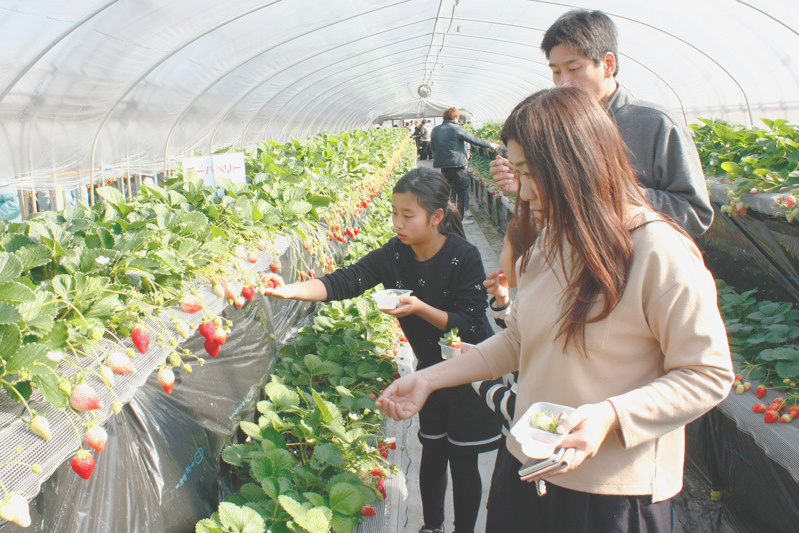 チーバベリーがあってよかったね
