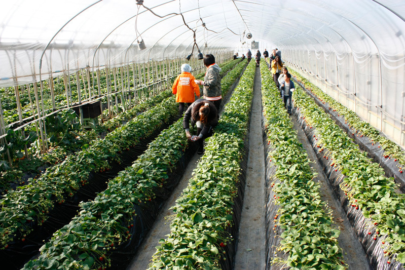 土耕ハウスはこんな感じです