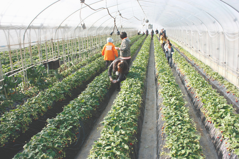 土耕ハウスはこんな感じです