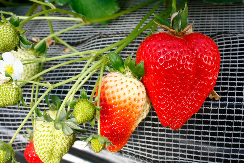 「ゆめのか」もおすすめ