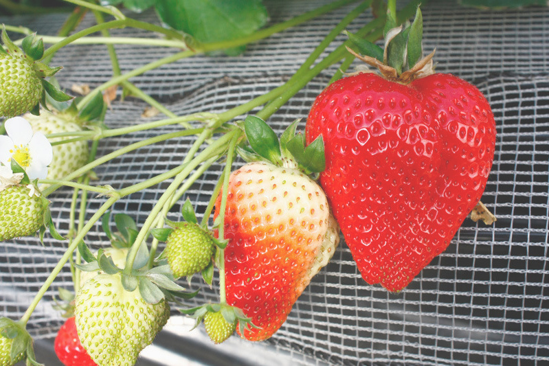 「ゆめのか」もおすすめ