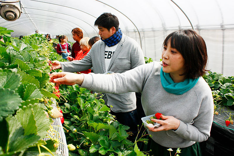 べにほっぺがたくさん出来ています