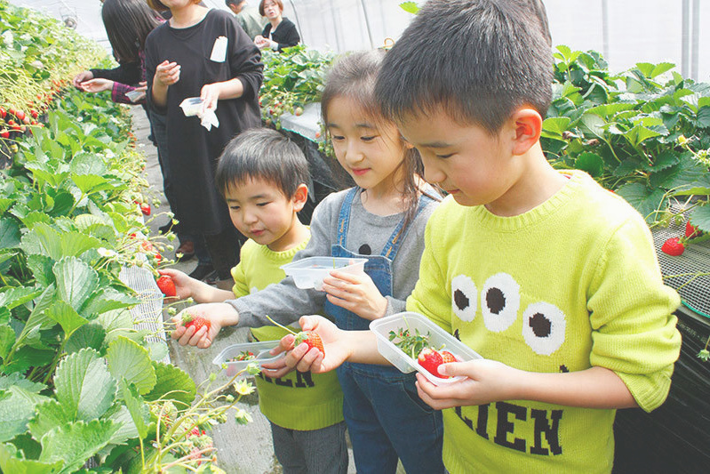 べにほっぺがたくさん出来ています