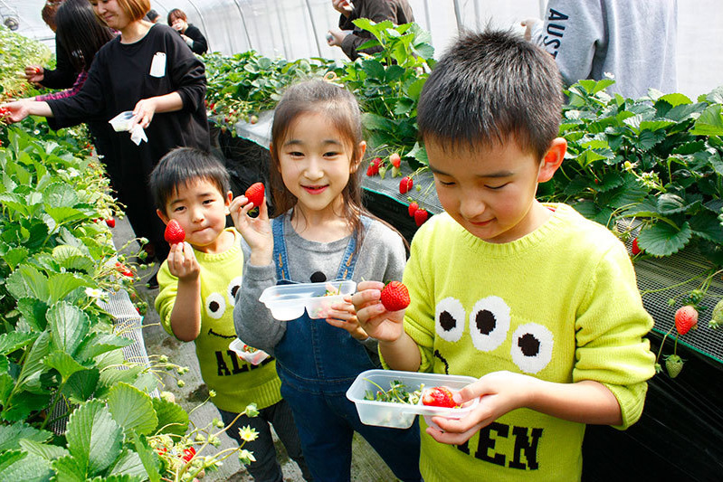 べにほっぺがたくさん出来ています