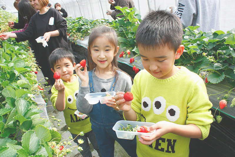 べにほっぺがたくさん出来ています