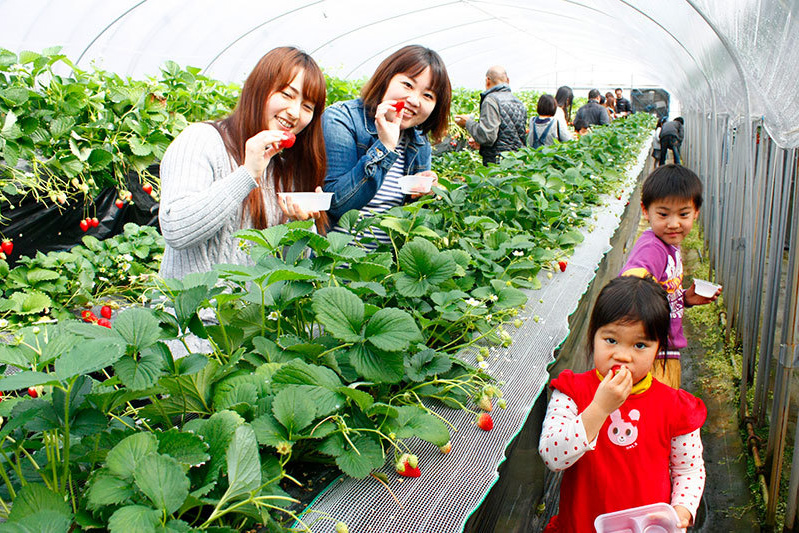 べにほっぺがたくさん出来ています